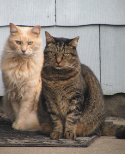 Paula Nicewanger's feral kitties, Larry and Mo.