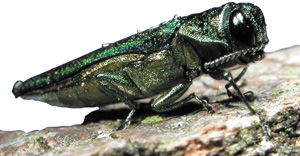 emeraldashborer