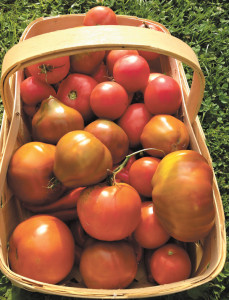 Photo by Ethel Winslow/Weekly ViewPete saves seeds from tomatoes grown in editor Ethel Winslow’s garden. Here, last year’s Japanese black trefele and the Pink Ozarks are ready for eating, canning and fresh salsa.