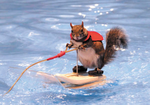 submitted photoTwiggy, the waterskiing squirrel, will be entering retirement later this year. Be sure to head out to the Marion County Fair to see his act!