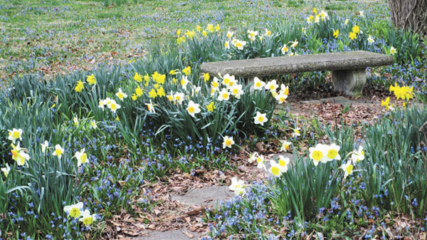 Daffodils-at-Benton-House