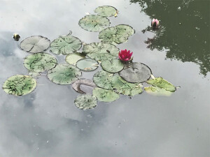 Lilly-pads